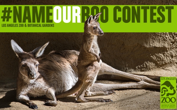 LA Zoo's #NameOurRoo contest rare opportunity for public to name animal